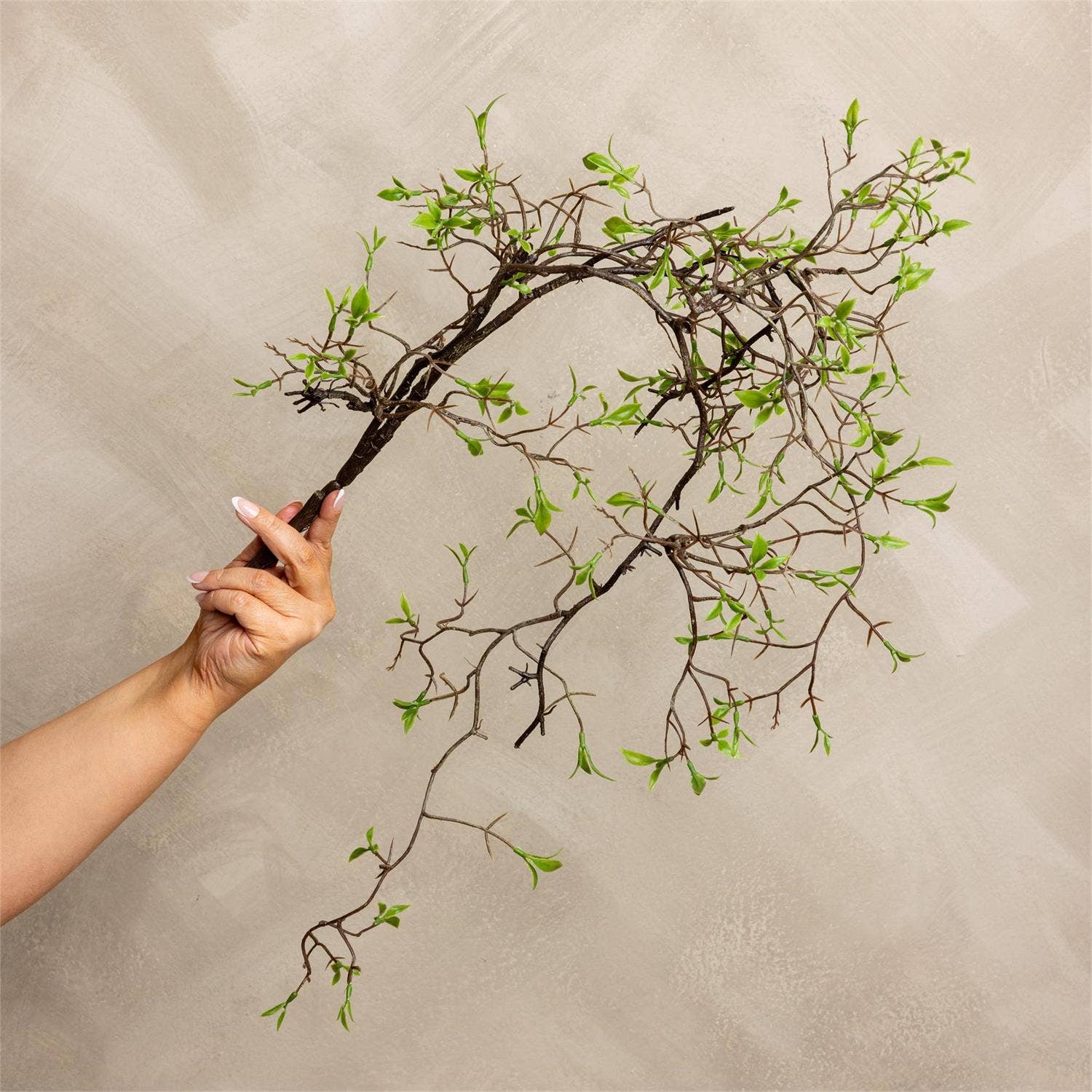 Stem - Early Spring Vine (PK/12)