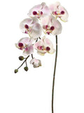 36" Large Phalaenopsis Orchid Spray w/6 Flw. & 3 Buds Cream Mauve