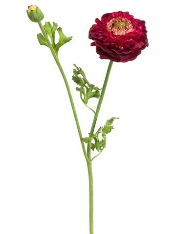 Ranunculus Spray Burgundy Green | 21"